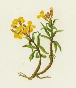 Common Wallflower by English School